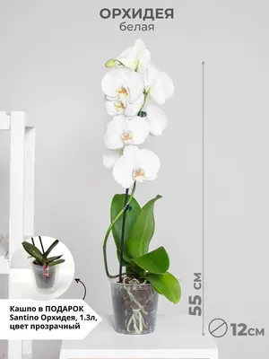 Орхидея Фаленопсис 1 ветка в кашпо. Цвета в ассортименте