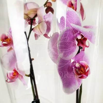 Орхидея фаленопсис 1 ветка в ассортименте купить по цене 499 грн | Украфлора