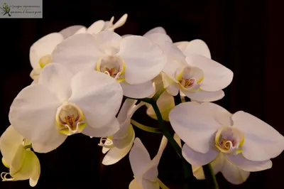 Орхидея Фаленопсис Синголо темно-розовая в белой керамике купить