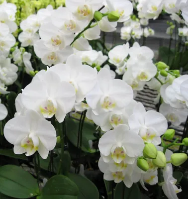 Орхидея Фаленопсис Желтый Полосатик 2 ствола купить в Москве