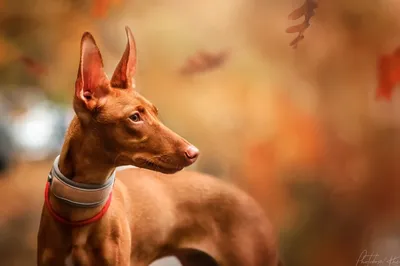 Фараонова собака - описание породы собак: характер, особенности поведения,  размер, отзывы и фото - Питомцы Mail.ru