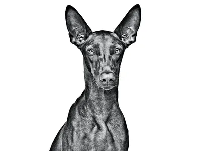 Фараонова собака (Pharaoh Hound) - небольшая, активная и умная порода собак.  Описание, фото и отзывы о породе.