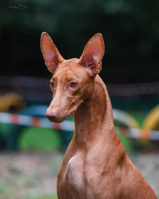 Фараонова собака | Royal Canin UA