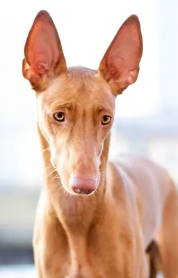 Фараонова собака реалистичное фото» — создано в Шедевруме