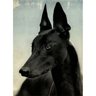 Фараонова собака | Pharaoh hound, Puppies, Breeds