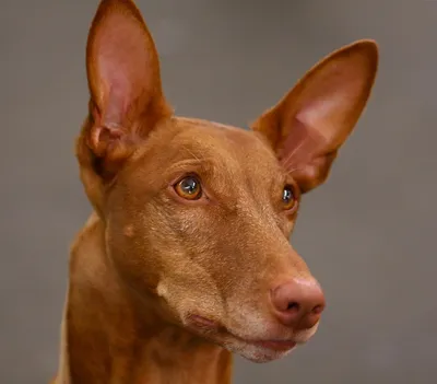 Фараонова собака: все о породе и содержании дома, фото, цена щенка,  интересные факты, правила содержания и ухода