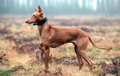 Фараонова собака\" Pharaoh Hound …» — создано в Шедевруме