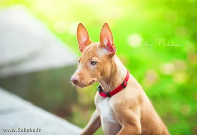 SOBAKA.LV | Породы собак | Фараонова собака | Фото 9738
