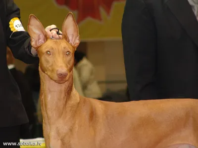 Фараонова собака, щенки, предлагаются к продаже – купить в Москве, цена 40  000 руб., продано 29 ноября 2021 – Собаки