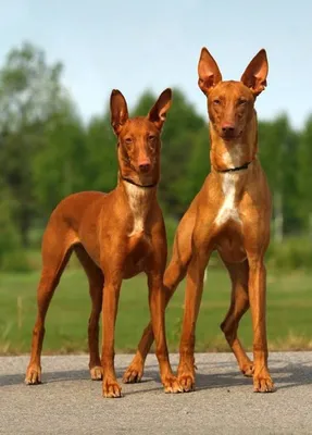 Собака порода Фараонова собака …» — создано в Шедевруме