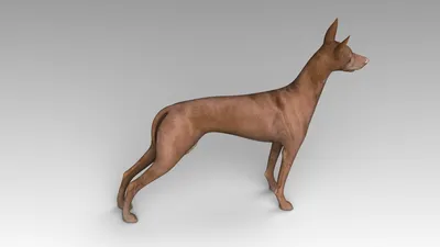 Extra Special Pharaoh Hounds - фантастическая новость! Щенки породы Фараонова  собака - в Киеве. Доступны к продаже в Украине! | Facebook