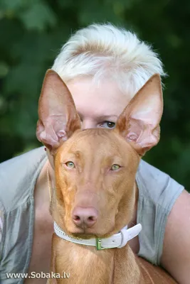 Фараонова собака (Pharaoh Hound) - небольшая, активная и умная порода собак.  Описание, фото и отзывы о породе.