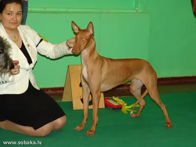 Трафарет - Фараонова собака 1 купить по выгодной цене, купить трафарет для  декора - Москва