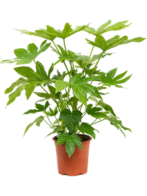 Фото Фатсии: элегантное растение для вашего дома