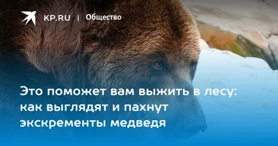 Фотографии фекалий медведя в формате jpg для бесплатного скачивания