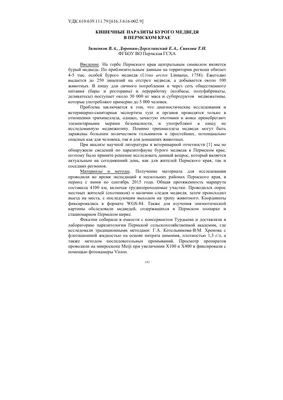 Фекалии медведя: обои, которые добавят особую атмосферу вашему интерьеру