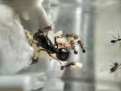 Фермы муравьев: виды и устройство | Полезная информация — интернет-магазин  4ants