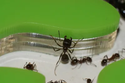 Топ 5 страхов содержания муравьиной фермы. Часть 1 | SuperAnt | Дзен
