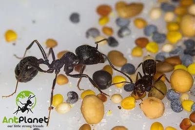 Виды муравьев для формикария - как выбрать муравьев для фермы - блог  интернет-магазина Antplanet