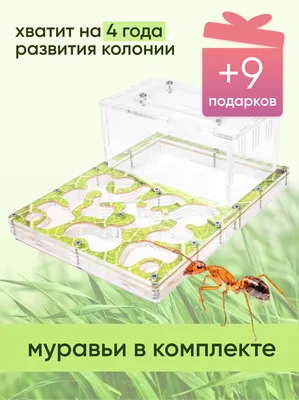 Комплект муравьиной фермы с муравьями Maxi \"Зелёный лист\"