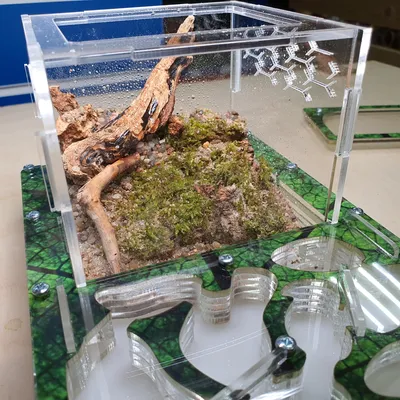 Муравьиная ферма - Формикарий AntsMinsk xxl rain в комплекте с муравьями  купить в Интернет-магазине Биохобби в Минске. Biohobby