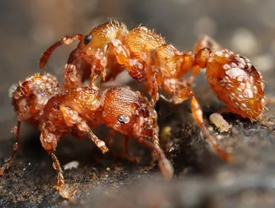 Муравьиная ферма с муравьями, формикарий Antwill 15028660 купить за 1 872 ₽  в интернет-магазине Wildberries