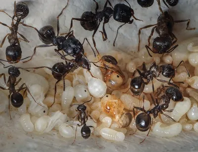 что это такое муравьиная ферма зачем она нужна