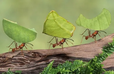 ᐉ Вертикальная муравьиная ферма Кристалл mini для муравьев Messer Struktor
