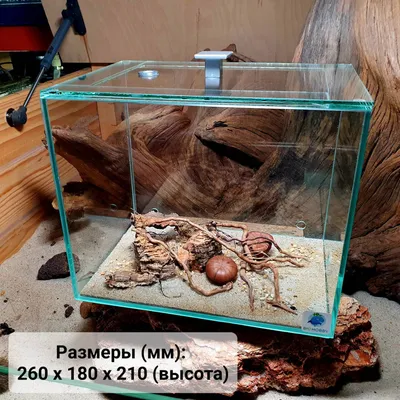 Вертикальная муравьиная ферма Level Горный мох – купить в Москве за 3450.00  в интернет-магазине AntPlant