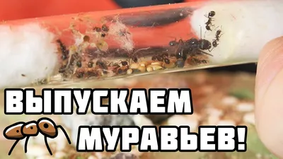 Муравьиная ферма с муравьями, оформлением купить в Минске Формикарий XXL  доставка по Беларуси. Biohobby
