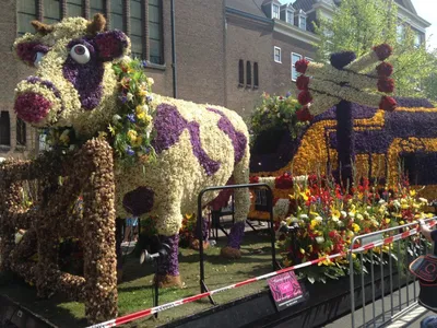 Фестиваль цветов 💐 в Голландии 2024 | na.dja.travel | Дзен