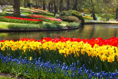 Шедевры из георгин: в Голландии прошел удивительный парад цветов,  посвященный Ван Гогу - Нидерланды | Обозреватель | OBOZ.UA