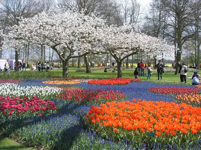 Парад Цветов в Голландии