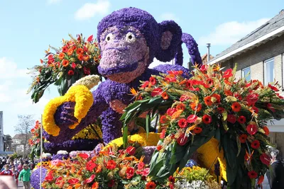 Парад (фестиваль) цветов в Голландии в 2019 году