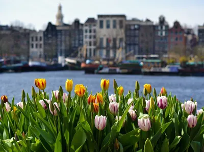 Парк Кёкенхоф и парад цветов в Голландии 2024