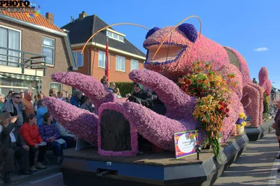 Фестиваль цветов в Голландии