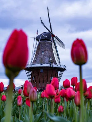 Парад цветов в Голландии Bloemencorso - Блог