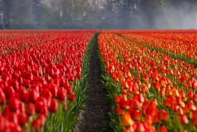 Цветы голландии (70 фото) - 70 фото