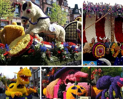Сезон тюльпанов в Нидерландах: что посмотреть? | Амстердам On Air