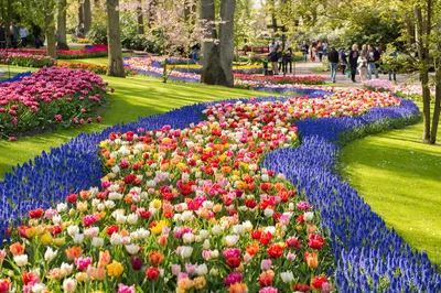 Парад цветов в Аалсмеере в Голландии. Фестиваль. Нидерланды. Тюльпаны