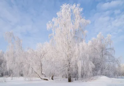 Тёплый февраль: какая погода ждёт новосибирцев в последний месяц зимы -  Новости Новосибирска - om1.ru