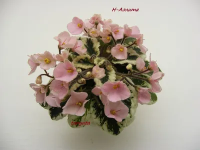 Н-Аэлита | Сенполия, Африканская фиалка, Комнатные цветы