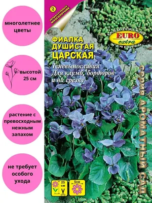 Продам взрослую фиалку СМ -Аэлита – купить в Благовещенске, цена 250 руб.,  продано 30 января 2018 – Растения и семена