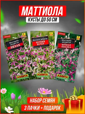 Фиалки на продажу 250 сом (при... - цветочный калейдоскоп | Facebook