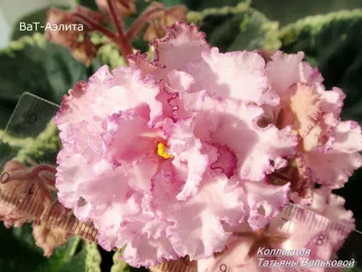 Семена цветов Фиалка Крупноцветковая, смесь окрасок, Мн, 0,1 г купить по  цене 49 ₽ в интернет-магазине KazanExpress