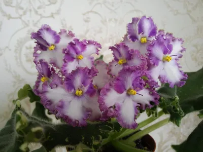 Маттиолы Агрофирма Аэлита Цветы - купить по выгодным ценам в  интернет-магазине OZON (486951161)