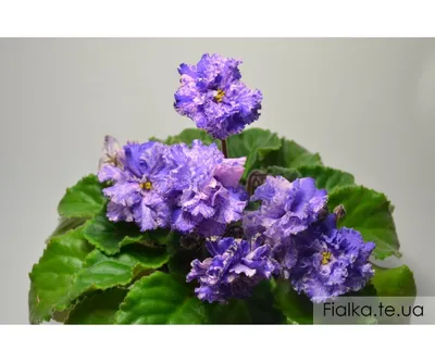 Pin by Marie Pilíková on fialky in 2023 | African violets, Violet plant,  African violets plants