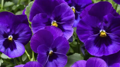 🌱 Фиалка (Виола, Анютины глазки) рогатая по цене от 525 руб: рассада,  саженцы - купить в Москве с доставкой - интернет-магазин Все Сорта