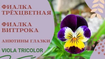 Картинки Фиалка трёхцветная цветок