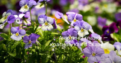 Анютины глазки выбираем по окраске